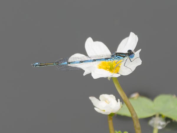 <h3><a href="/trips/extramadura/biota/animalia/arthropoda/insecta/003 odonata/028 zygoptera coenagrionidae/erythromma lindenii/erythromma lindenii-nl.html">Erythromma&nbsp;lindenii</a> /  / Kanaaljuffer</h3>OM-1 Mark II met OLYMPUS M.150-400mm F4.5 TC, 1/2000 sec  bij F5.6, ISO 1000, afstand 4.32&nbsp;m